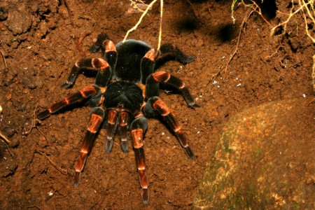 Orange-kneed Tarantula Brachypelma mesomeles Monteverde, Costa Rica